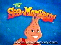 Seamonkeysyoutube2