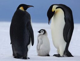 Emperor penguins white desert 2