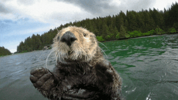 Beaver