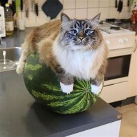 Watercat