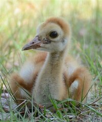 Crane1
