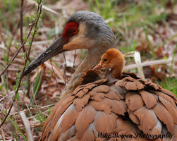 Crane2