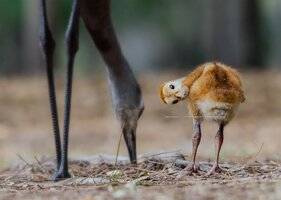 Crane3