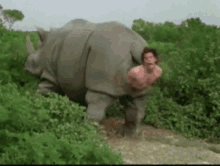 Ace ventura rhino