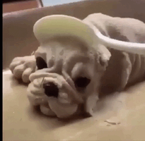 Ice cream puppy shocked