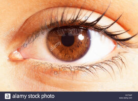 Extreme close up of brown eyes DXT5AP