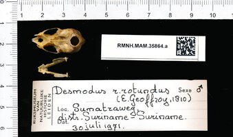 Naturalis Biodiversity Center   RMNHMAM35864a pal   Desmodus rotundus   skull