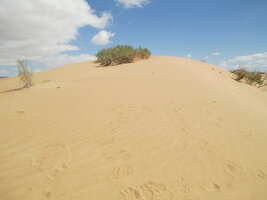 PikiWiki Israel 35867 Samar sands nature reserve