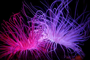 PikiWiki Israel 36345 Nature and Colors