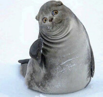 Questioning seal