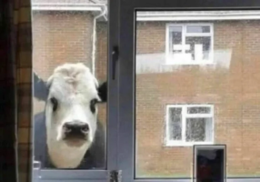 Cowwindow