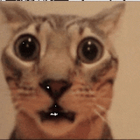 Cat cat meme