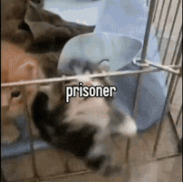 Cat kitten