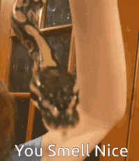 Snake