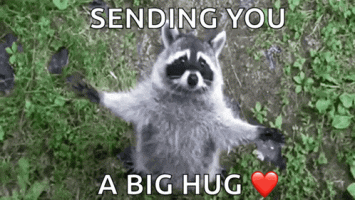 Raccoon cute