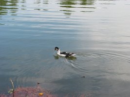 IMG 0429