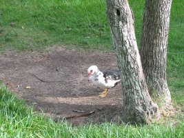 IMG 0457