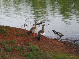 IMG 0471