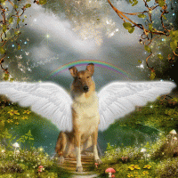 Collie GIF
