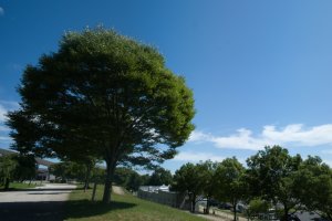 This is a tree2