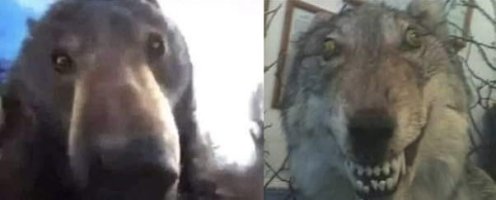 Massive wolf has stand of with bear in alaska v0 4et7qn9d78ef1