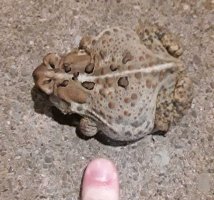 Big Toad