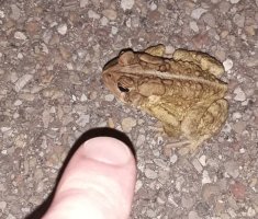 Lil Toad