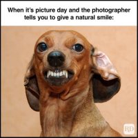 Funny dog memes 1 480x480