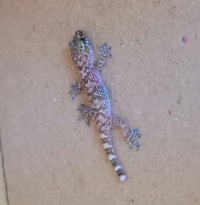 Gecko01