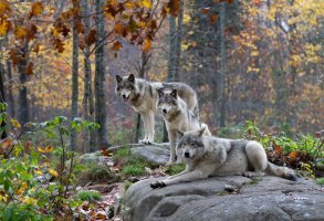 Three timber wolves in autumn rain