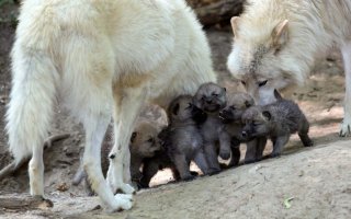 Wolves pictures u4amyr92fe2lxrfs