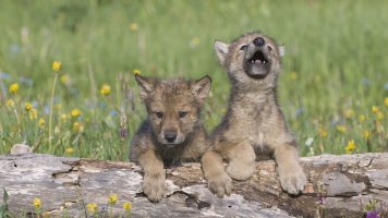 WEB AME Wolf cubs outdoorsman via shutterstock 112656536