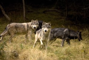 Wolves