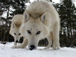 10 facts you never knew about wolves 10