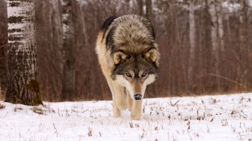 10cli wolves videoSixteenByNine3000