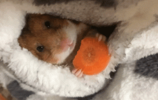 Hamster 55