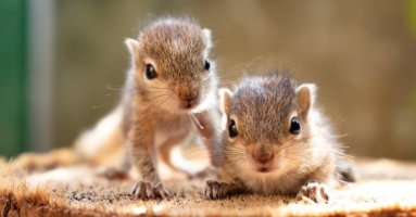 Rodent squirrel baby 1024x535