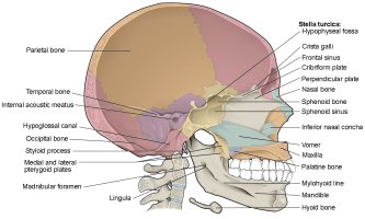 706 Sagittal Section of Skull 01