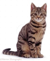 Cat ref