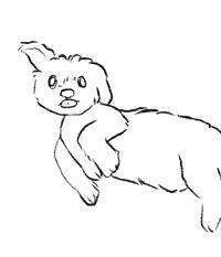 Fluffy doggy