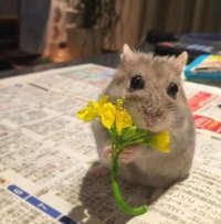 Hamster