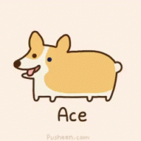 Ace dog