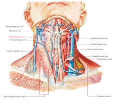 External-Jugular-Vein.jpg