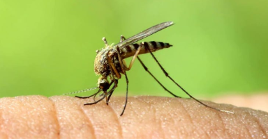 MosquitoBZZBZBZ