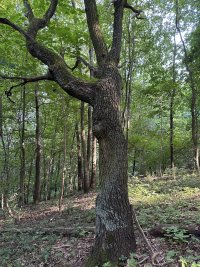 IMG_0455.jpeg