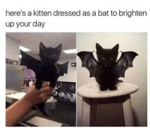 Cat01