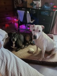 Dogs