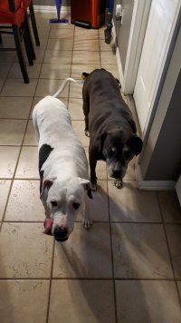 Puppers