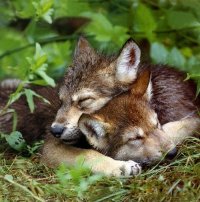 B3f5dd751225bd29cc4059a422d494b3  wolf puppies baby wolves