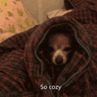 Dog covers
